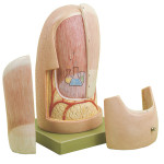 Fingernail Model